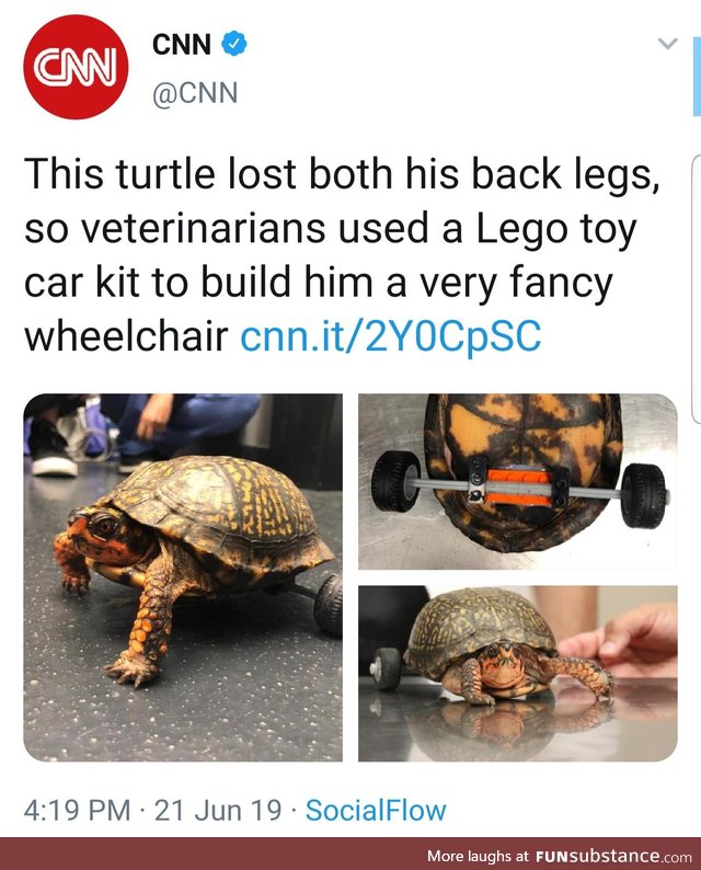 LSU veterinarians created a removable wheelchair for an accident-prone turtle