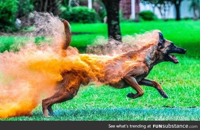 This dog covered in holi powder looks like it's on fire
