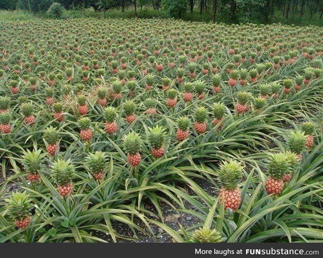 In Case you didn't know, this is how pineapples grow. They look delicious