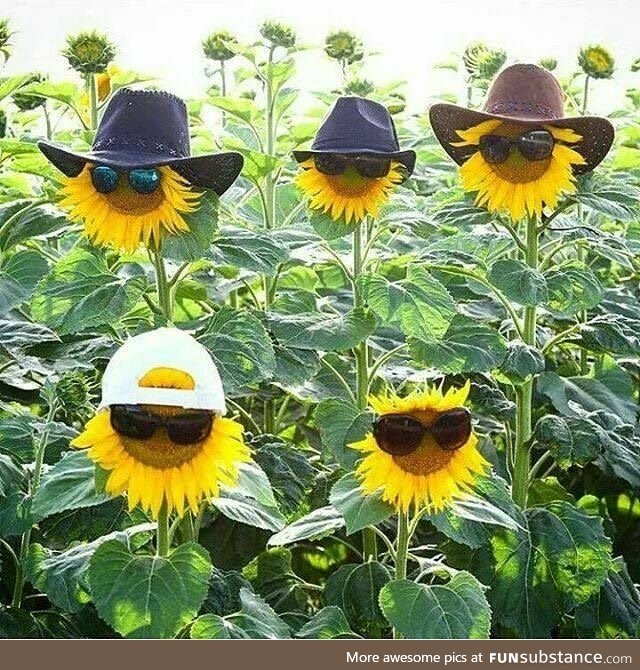 Sunflower Dudes !
