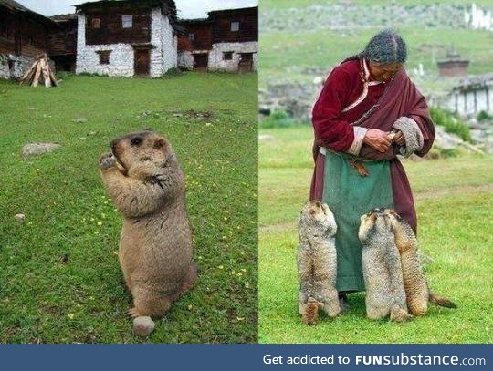 Himalayan marmots come for their regular feed by a caring lady.
