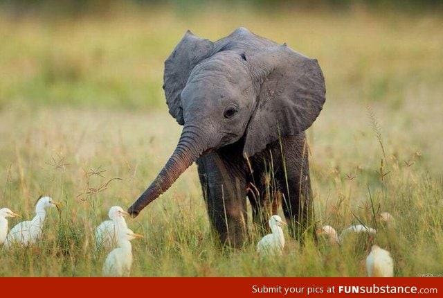 A little elephant making friends