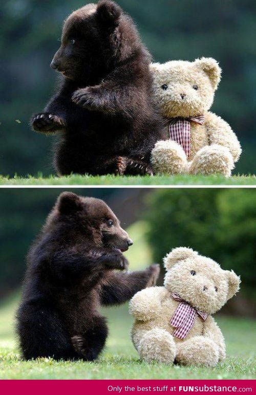 Baby grizzly bear vs. Teddy bear