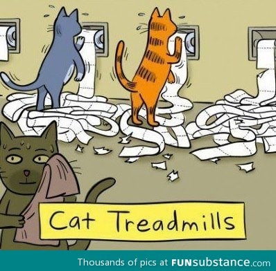 Cat treadmills