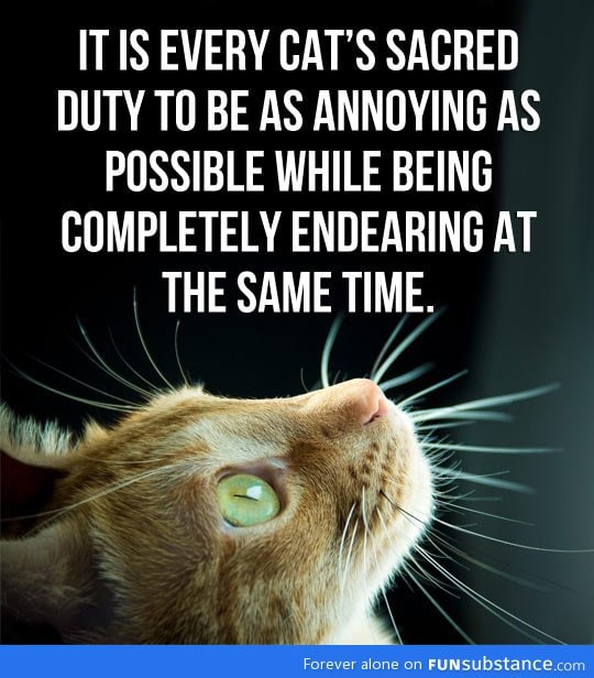 Every cat's duty