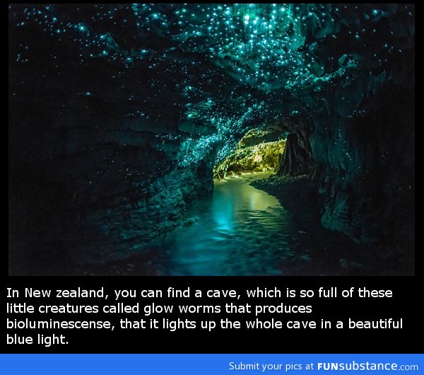 Amazing cave in New Zealand