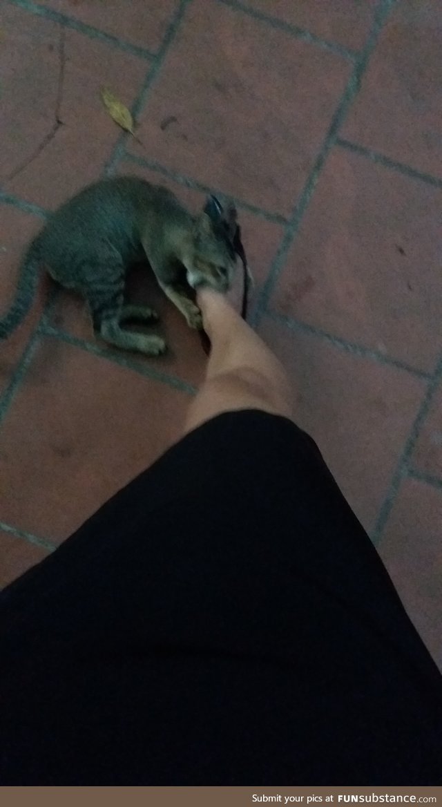 The kitten, 120, is no match to the high heels so he attacked my foot instead