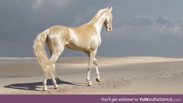 Akhal Teke, one of the most beautiful horse breeds in the world