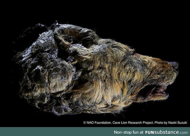 Recently discovered 40,000 year old Pleistocene Wolf head. Just the head alone is half