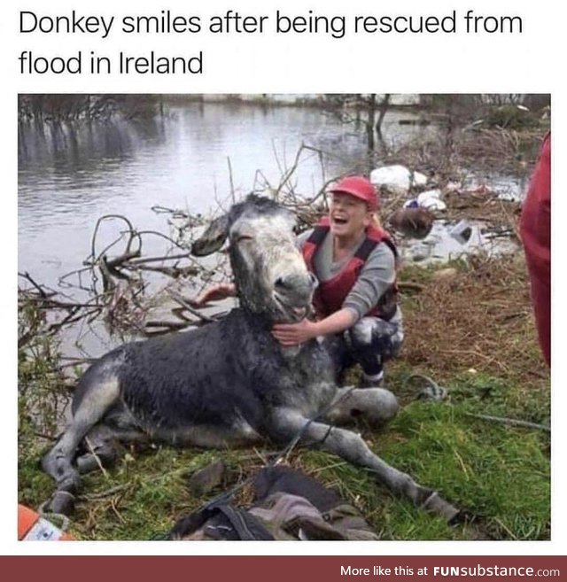 Check this sexy lifeguard. - Donkey, probably