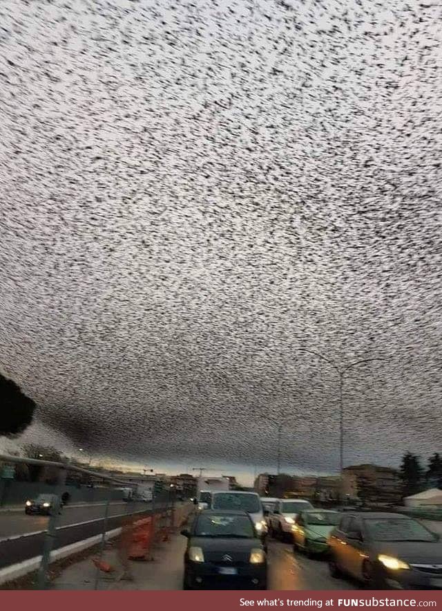 Birds occupied the sky in Rome !!