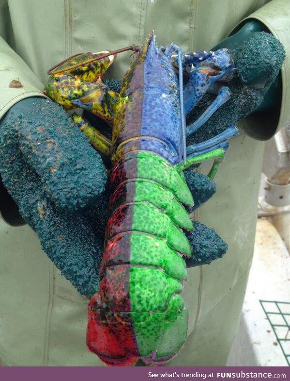 This is what a "Simon lobster" looks like. This occurs once every 50 million