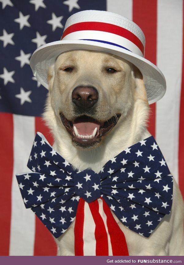 I don't really have any pro-american memes on hand, so here's a dog in a hat