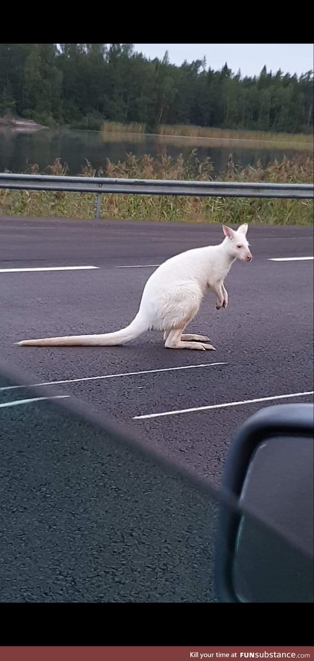 A white kangaroo. Nothing special apart from that this was taken in Finland this morning