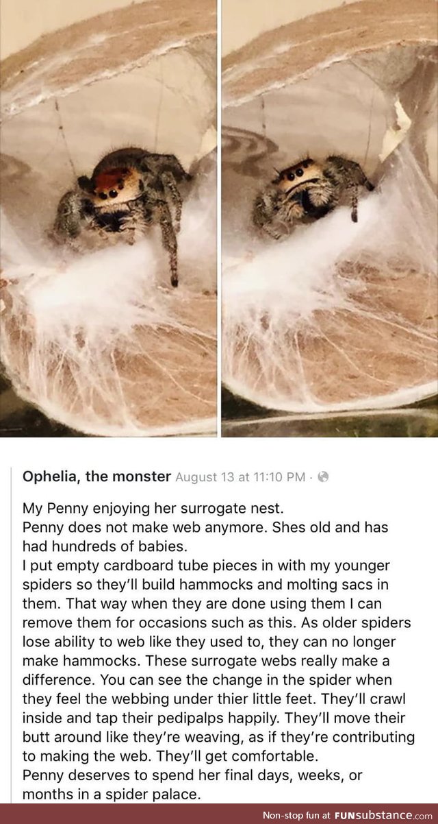 Helping aging spiders