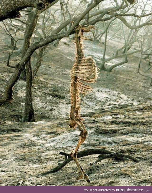 The remains of a deer suspended from its neck during a wild-fire