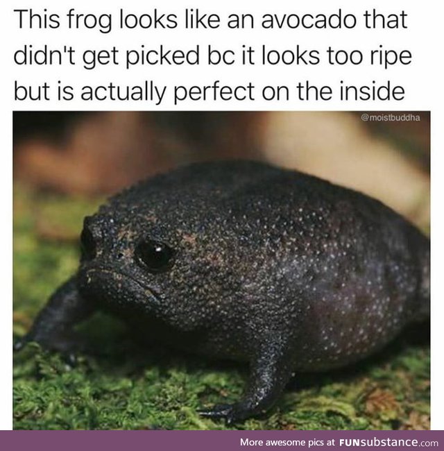 Don't judge a frog by it's avocado