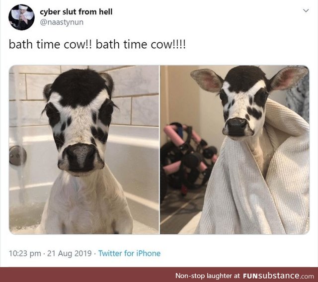 Cows are adorable