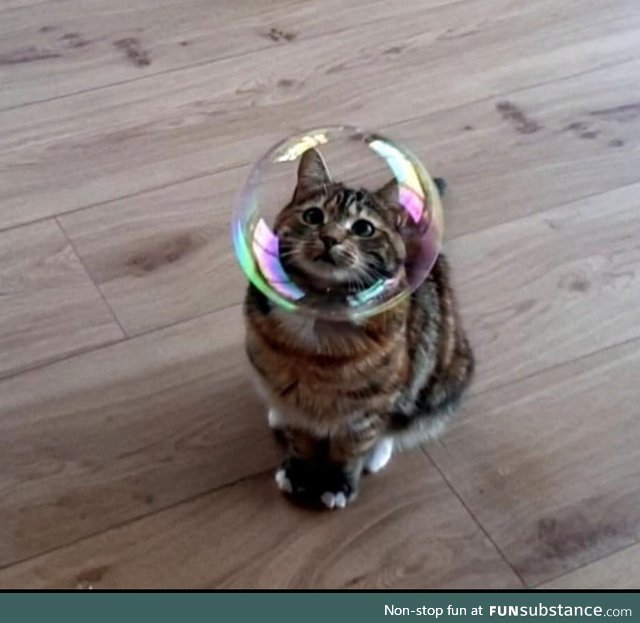 Cat with bubble