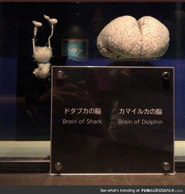 Shark brain vs. Dolphin brain