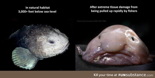 The Blobfish's blob-like appearance is the result of decompression damage