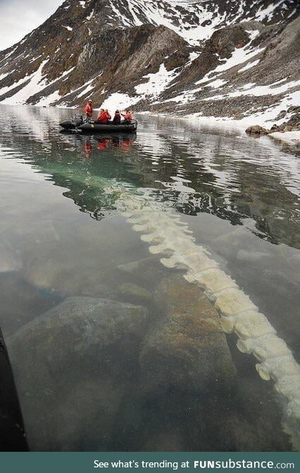 Whale vertebrae lying on a lake bed in Svalbard, Norway
