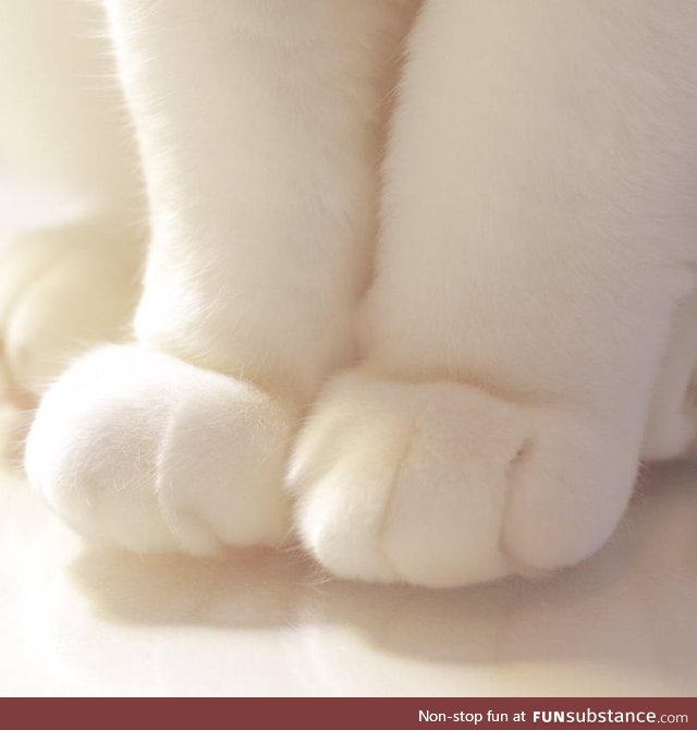 Just some cute little paws