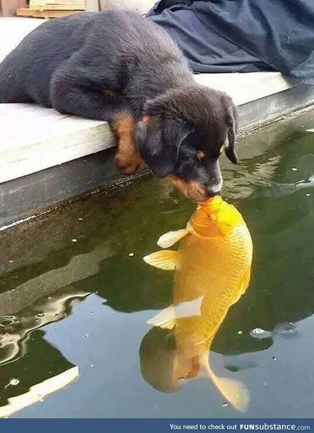 Kiss of the Goldfish!
