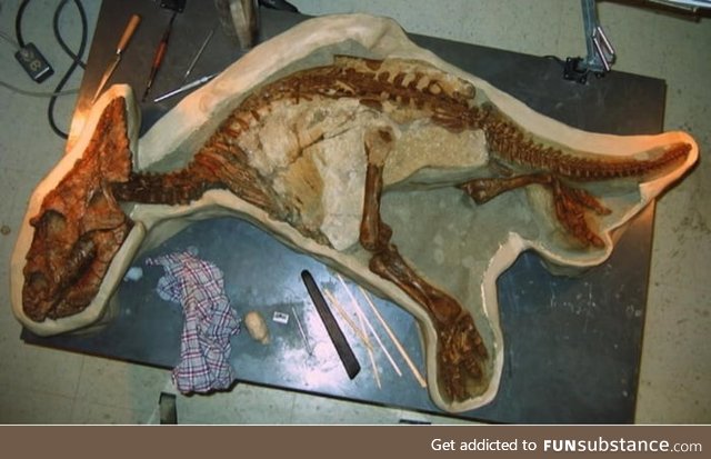 Skeleton of a toddler dinosaur recenty found in Alberta,Canada. It's so well