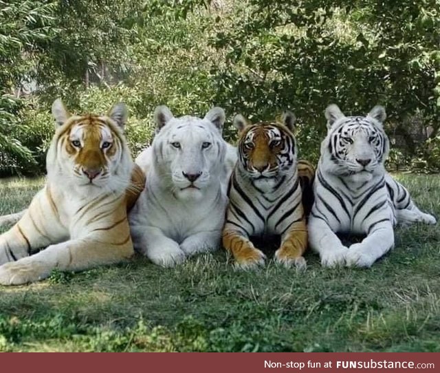 The only photo with the 4 shades of a tiger.