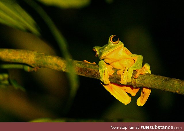 Froggo Fren #3 - Wallace's Flying Frog