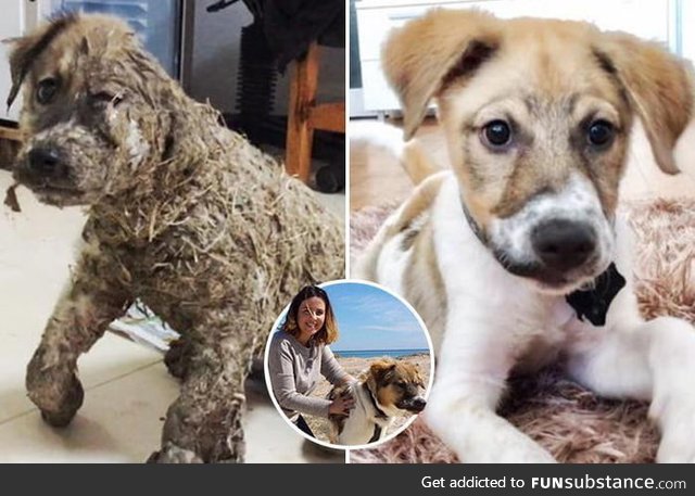 This doggo was found covered in glue, dragged through dirt, and left for dead by