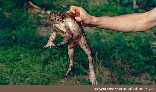 Froggo Fren #4 - Cane Toad