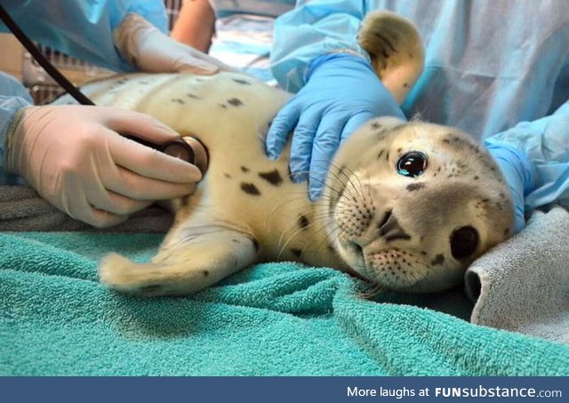 Seal getting a checkup