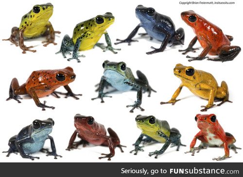Froggo Fren #5 - Strawberry Poison-Dart Frog