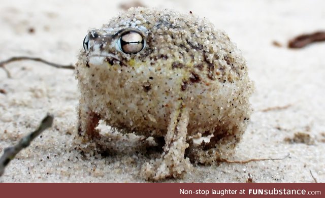 Froggo Fren #6 - Desert Rain Frog