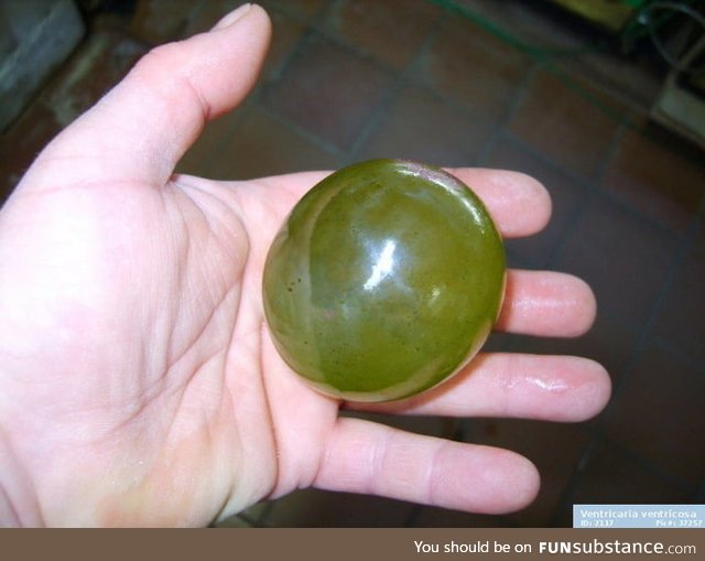 Valonia green algae, the largest single-celled organism on Earth