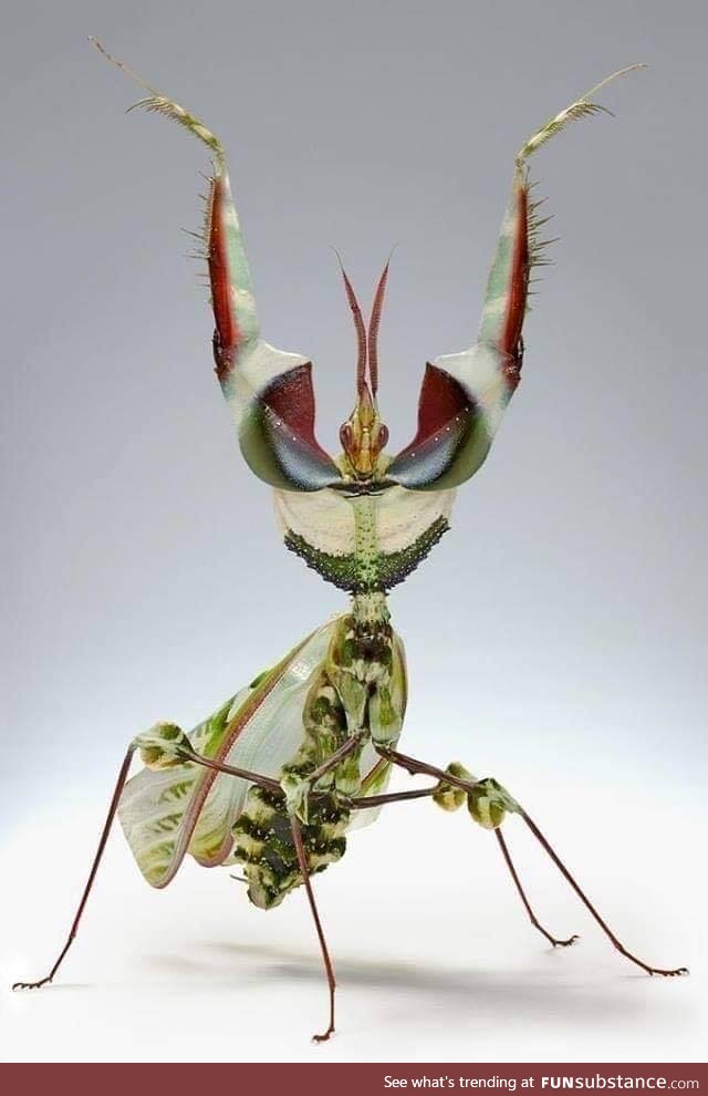Idolomantis diabolica aka Giant Devil’s Flower Mantis