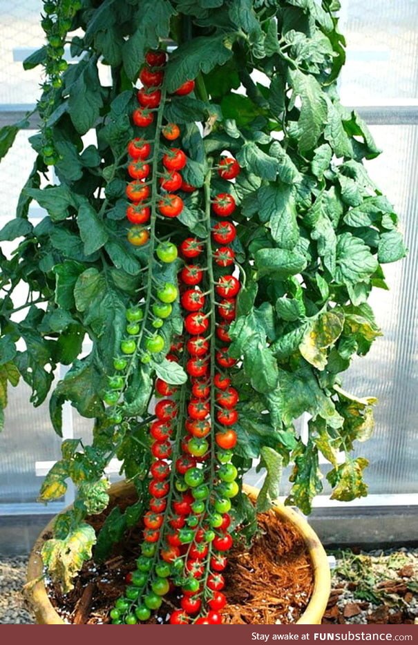 Satisfying tomato plant