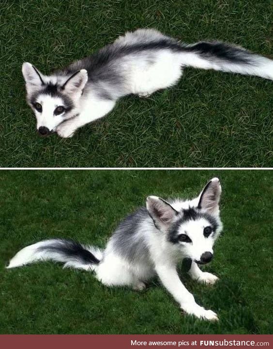 A marbled fox, a domesticated breed