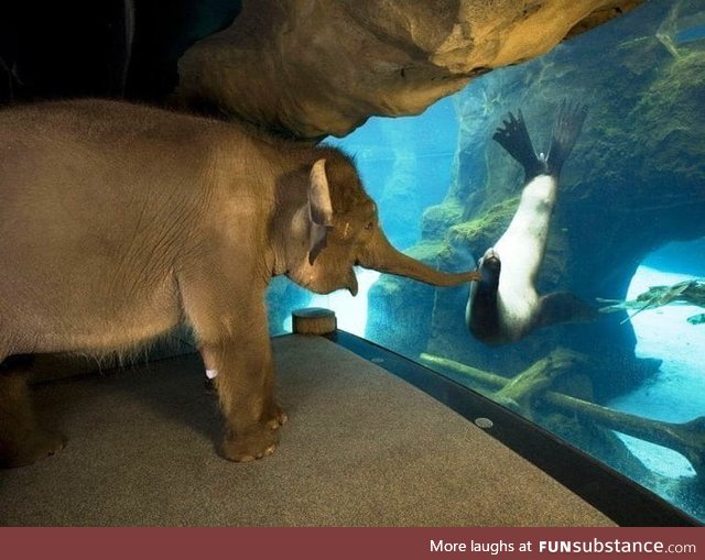 The animal handlers at the Oregon Zoo took Chendra the elephant around to meet some other
