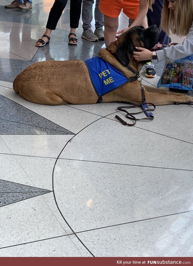 PSA: The Charlotte NC airport has service dogs that anyone can play with