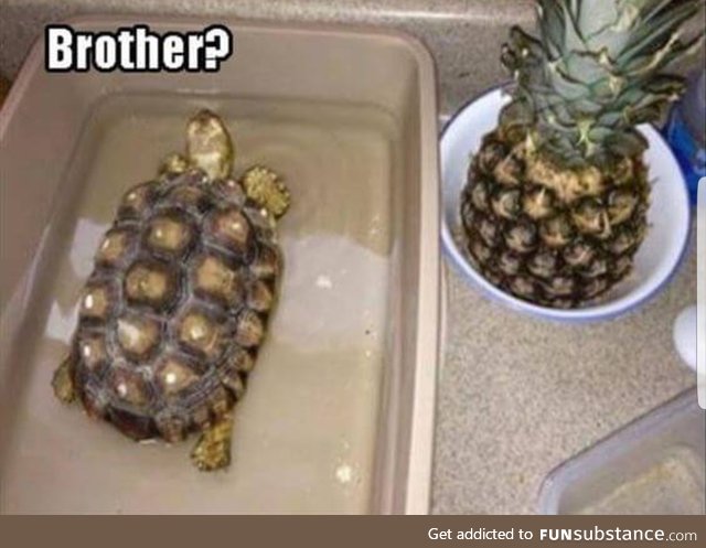 Pineapple + turtle = ...Pineturtle?