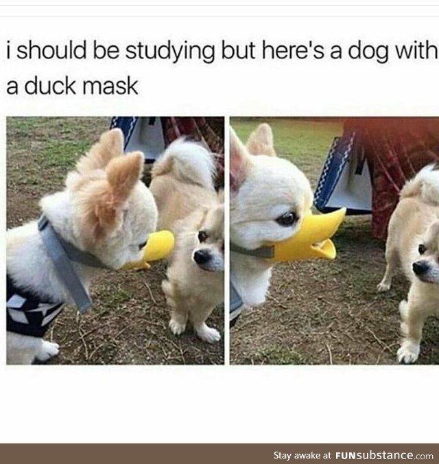 Danger duck would bite you