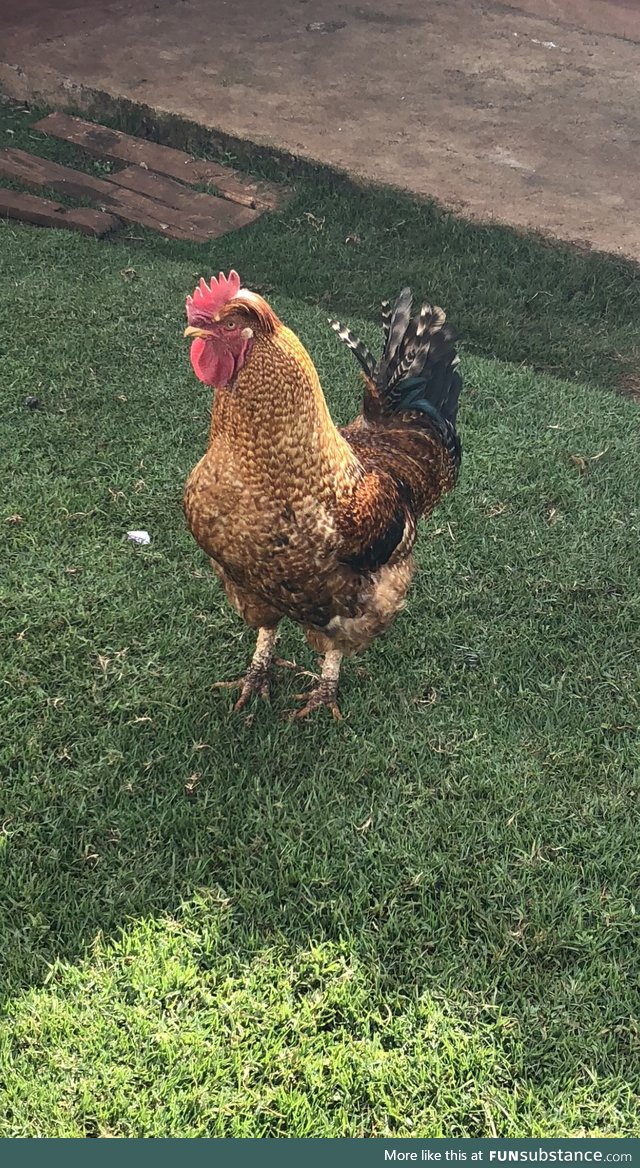 Rooster Joe