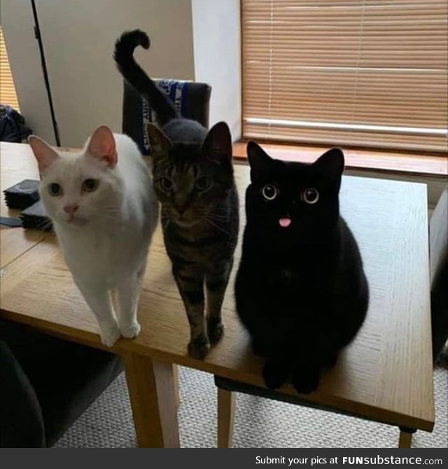 The cat on the end is the epitome of derp