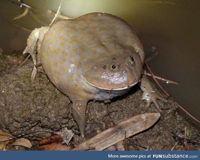 Froggo Fren #11 - Budgett's Frog