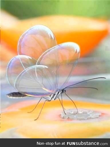 A fragile Glasswing butterfly drinking nectar