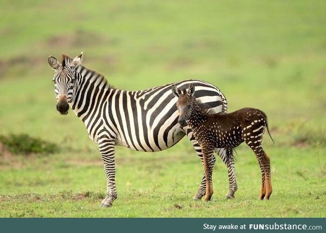 Baby Zebra Born With Spots Instead Of Stripes