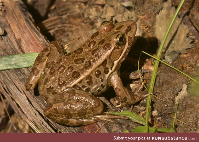 Froggo Fren #13 - Relict Leopard Frog